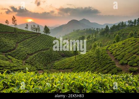 Le piantagioni di tè in Munnar Kerala, India Foto Stock