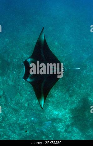 Manta Ray oceanico, Mobula birostris, Endangered, Manta Sandy sito di immersione, Arborek, Dampier Straits, Raja Ampat, Papua occidentale, Indonesia Foto Stock