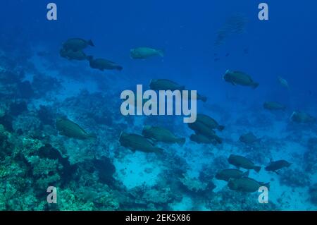 Bumpohead Parrotfish School, Bulbometopon muricatum, Tanjung Burang Dive Site, banda Besar, Molucche, banda Sea, Indonesia Foto Stock