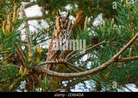 Uccello di Owl con orecchie lunghe seduto immobile su un ramo di pino, primo piano. Al crepuscolo. Genere specie Asio otus. Foto Stock