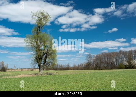 Grande salice in un prato verde, vista in una soleggiata giornata di primavera Foto Stock