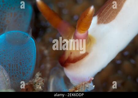 Nembrotha nudiranch di Chamberlain, Nembrotha chamberlaini, nutrimento su Sea Squirt, Rhopalaea sp) AW Shucks sito di immersione, Lembeh Straits, Sulawesi, Indone Foto Stock