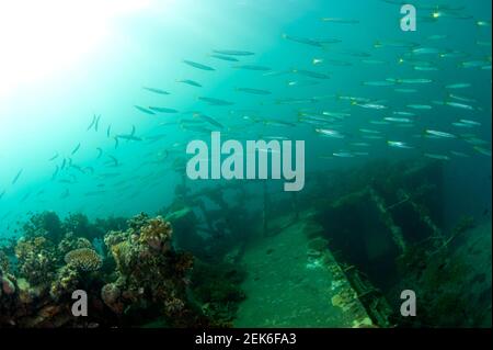 Yellowtail Barracuda, Sphyraena flavicauda, oltre relitto con il sole sullo sfondo, Tanjung Nabire Dua immersione sito, Nabire, Cenderawasih Bay, Raja Ampat Foto Stock