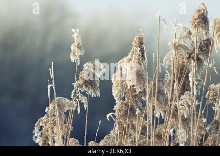 Cristalli di ghiaccio sull'erba e sul pettine Foto Stock