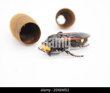 Vespe di Mammoth, flavifron di Megascolia maculata. Isolato su sfondo bianco Foto Stock