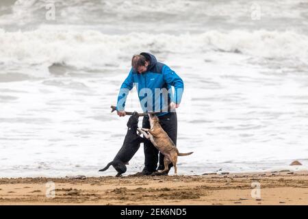 Myrtleville, Cork, Irlanda. 23 febbraio 2021. In una mattinata tempestosa Don Canny gioca con i suoi due terrori Cassie e Cooper una mattinata tempestosa a Myrtleville Beach, Co. Cork, Irlanda. - credito; Daavid Creedon / Alamy Live News Foto Stock