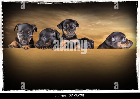 Vista frontale di cinque Jack russell cucciolo heads.Dogs hanno zampe sul bordo, dintorni in bei colori marroni con un bordo intorno alla foto, composito Foto Stock