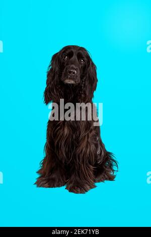 cocker nero spaniel cane seduto di fronte a un luminoso sfondo sfumato blu Foto Stock