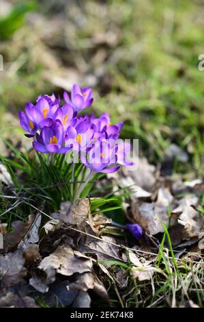 Shrewsbury, Regno Unito, 23 febbraio 2021. Segni di primavera che appaiono in un giardino inglese con l'aspetto del primo croco. Credit: Philip Pickin/Alamy Live News Foto Stock