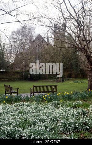 Snowdrops in St. Mary`s Rectory Garden, Warwick, Warwickshire, Inghilterra, Regno Unito Foto Stock