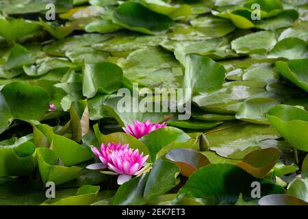 Gigli d'acqua rosa in fiore nel lago Bokod, Ungheria Foto Stock