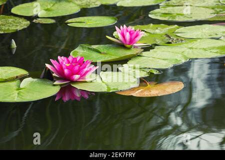 Gigli d'acqua rosa in fiore nel lago Bokod, Ungheria Foto Stock