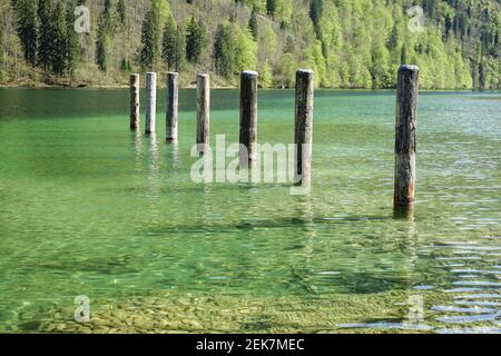 Fila di pali di legno in un lago poco profondo con un foresta sullo sfondo Foto Stock