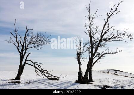 Old Mountain Ash alberi battuti dal vento Foto Stock