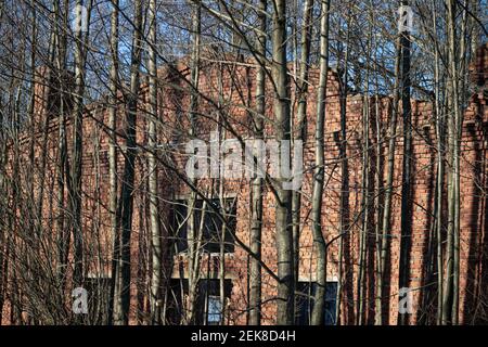 Una casa abbandonata in rovina di mattoni rossi si erge da sola dietro il alberi Foto Stock