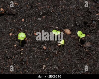 Germogliare in terreno marrone Foto Stock