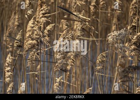 Pettine asciutto sul lago, strato di lamella, semi di lamella. Erba di canna dorata, erba di pampas. Astratto sfondo naturale. Splendido motivo con colori neutri. Min Foto Stock