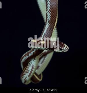 Il serpente del regno della California (Lampropeltis californiae) È un serpente non venoso colubrido endemico al West United Stati e Messico settentrionale Foto Stock