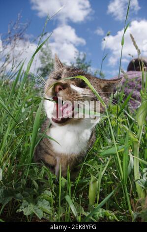Gatto cieco che mangia erba Foto Stock