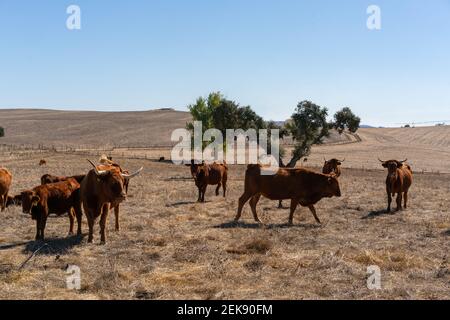 Mucche marroni su un campo rurale marrone secco con alberi di sughero in un giorno di cielo azzurro estivo, in Alentejo Foto Stock