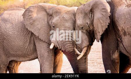 Due grandi elefanti africani (Loxodonta africana) mostrano un comportamento animale amichevole, in quanto toccano i volti mentre si trovano nel fiume Khwai, in Botswana. Foto Stock