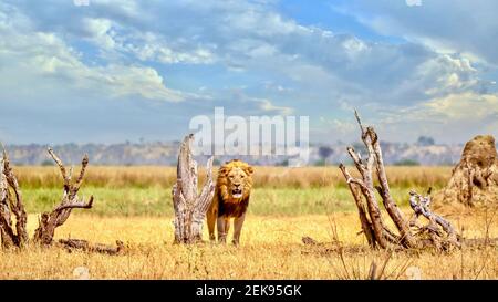 Un leone maschile (Panthera leo) si trova a Survey il suo territorio nella natura selvaggia di Savute, nel Parco Nazionale di Chobe, in Botswana. Foto Stock