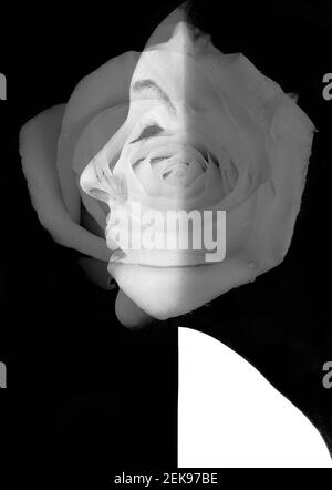 profilo femminile bianco e nero con rosa bianca fusa Foto Stock