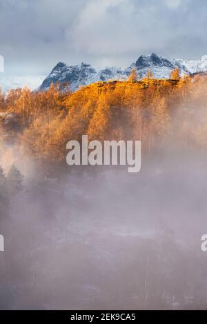 Sognante vista panoramica sulle montagne innevate con alberi di conifere avvolti dalla nebbia e dalla luce del sole dorata. Langdale Pikes, Lake District, Regno Unito. Foto Stock