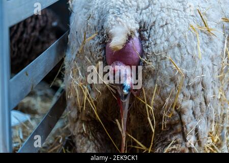 CONTENUTO GRAFICO: East Lothian, Scozia, Regno Unito, 23 febbraio 2021. Nascita di agnello: Una pecora incinta di Shetland a Briggs Shetland Agb partorisce. Questa pecora ha iniziato il lavoro in tarda mattinata e ha dato alla luce un agnello un'ora più tardi. Gli zoccoli anteriori e il naso dell'agnello sono visibili Foto Stock