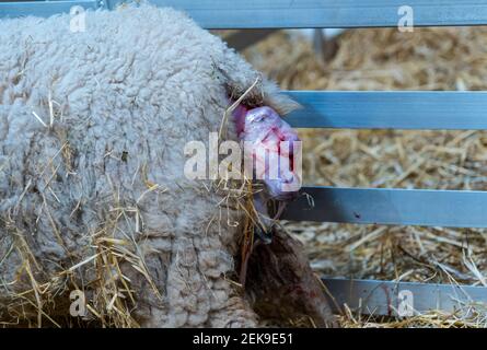 CONTENUTO GRAFICO: East Lothian, Scozia, Regno Unito, 23 febbraio 2021. Nascita di agnello: Una pecora incinta di Shetland a Briggs Shetland Agb partorisce. Questa pecora ha iniziato il lavoro in tarda mattinata e ha dato alla luce un agnello un'ora più tardi. Emerge la testa dell'agnello Foto Stock