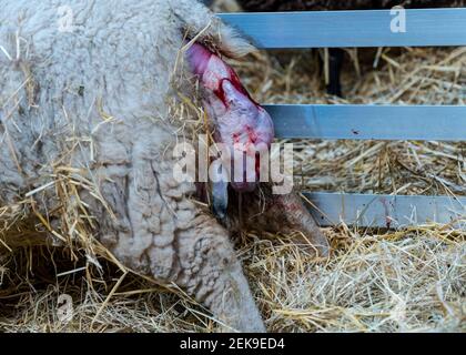 CONTENUTO GRAFICO: East Lothian, Scozia, Regno Unito, 23 febbraio 2021. Nascita di agnello: Una pecora incinta di Shetland a Briggs Shetland Agb partorisce. Questa pecora ha iniziato il lavoro in tarda mattinata e ha dato alla luce un agnello un'ora più tardi. Emerge la testa dell'agnello Foto Stock