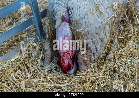 CONTENUTO GRAFICO: East Lothian, Scozia, Regno Unito, 23 febbraio 2021. Nascita di agnello: Una pecora incinta di Shetland a Briggs Shetland Agb partorisce. Questa pecora ha iniziato il lavoro in tarda mattinata e ha dato alla luce un agnello un'ora più tardi. L'agnello è nato Foto Stock