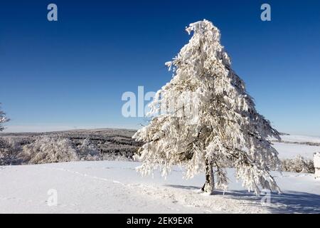 Paesaggio panoramico innevato albero innevato montagne invernali ceche, montagne innevate cielo blu montagne ceche Foto Stock