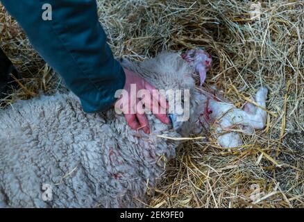 CONTENUTO GRAFICO: East Lothian, Scozia, Regno Unito, 23 febbraio 2021. Nascita di agnello: Una pecora incinta di Shetland a Briggs Shetland Agb partorisce. Questa pecora ha iniziato il lavoro in tarda mattinata e ha dato alla luce un agnello un'ora più tardi. L'agricoltore Richard Briggs incoraggia la prima volta madre a leccarla il suo agnello Foto Stock