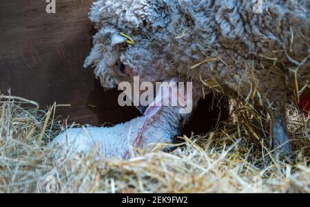 CONTENUTO GRAFICO: East Lothian, Scozia, Regno Unito, 23 febbraio 2021. Nascita di agnello: Una pecora incinta di Shetland a Briggs Shetland Agb partorisce. Questa pecora ha iniziato il lavoro in tarda mattinata e ha dato alla luce un agnello un'ora più tardi. La pecora madre lecca il suo agnello pulito subito dopo la nascita Foto Stock