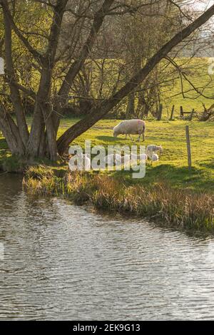 Giovani agnelli neonatali (ovis aries) che giocano durante la primavera nel campo agricolo del Mid Wales fuori Welshpool, Powys. Animali di fattoria bestiame. Foto Stock