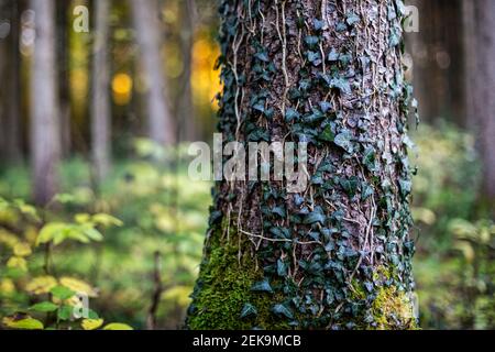 Corteccia di albero coperta con foglia di edera e muschio in foresta Foto Stock