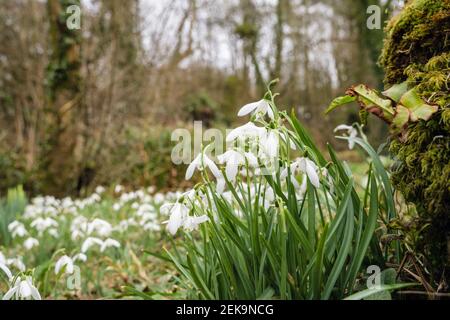 Belle Snowdrops selvaggi (Galanthus nivalis) che crescono in campagna accanto ad un muro di muschio. Anglesey, Galles, Regno Unito, Gran Bretagna Foto Stock