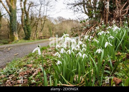 Belle Snowdrops selvaggi (Galanthus nivalis) che crescono in una punta d'erba accanto ad una strada di campagna. Anglesey, Galles, Regno Unito, Gran Bretagna Foto Stock