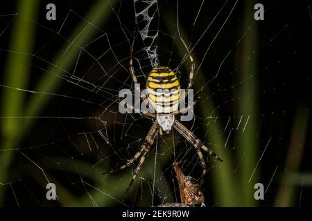 Ragno WASP (Argiope bruennichi) appeso sul web ragno Foto Stock