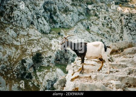 Capra in piedi sul sentiero di montagna a Cares nel Parco Nazionale Picos De Europe, Asturias, Spagna Foto Stock