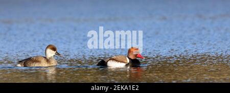 Coppia di Red-crested pochard nuoto Foto Stock