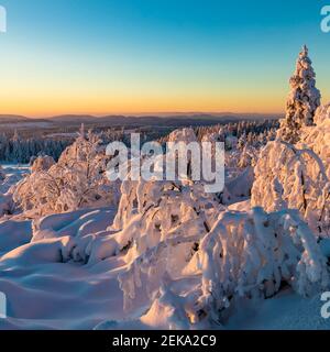 Germania, Baden Wurttemberg, Foresta Nera all'alba in inverno Foto Stock