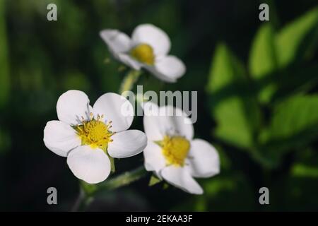 Delicati fiori bianchi e foglie verdi di fragole in giardino. Foto Stock