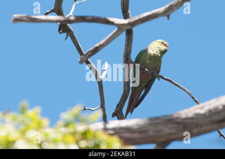 Cachana perching su un albero, Lago Moquehue, Cordillera de los Andes, Argentina Foto Stock