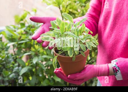 Mani di donna che indossano guanti da giardinaggio che tengono oregano in  vaso (Oliena Foto stock - Alamy