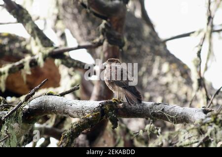 Chimango Caracara che si trova su un ramo di un albero, Lago di Moquehue, Provincia di Neuquen, Argentina Foto Stock