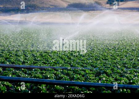 Irroratrici agricole in un campo, CALIFORNIA, STATI UNITI D'AMERICA Foto Stock