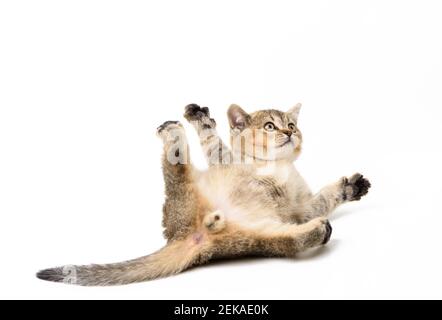 piccolo gattino la chinchilla scozzese giace su uno sfondo bianco, simpatico gioco di animali e il gatto è sdraiato sulla schiena Foto Stock