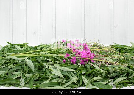 Raccolta di erbacce da fuoco per il tè - asciugando foglie e fiori, copyspace Foto Stock